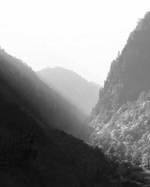ember-bough-8